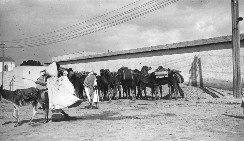 Biskra, Algeria - Camels