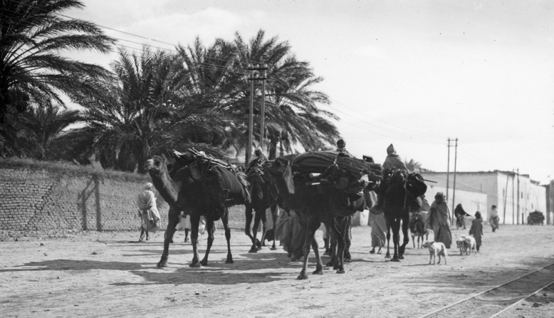 Biskra, Algeria - Camels