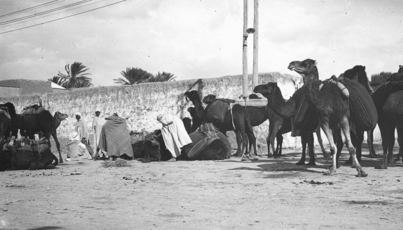 Biskra, Algeria - Camels