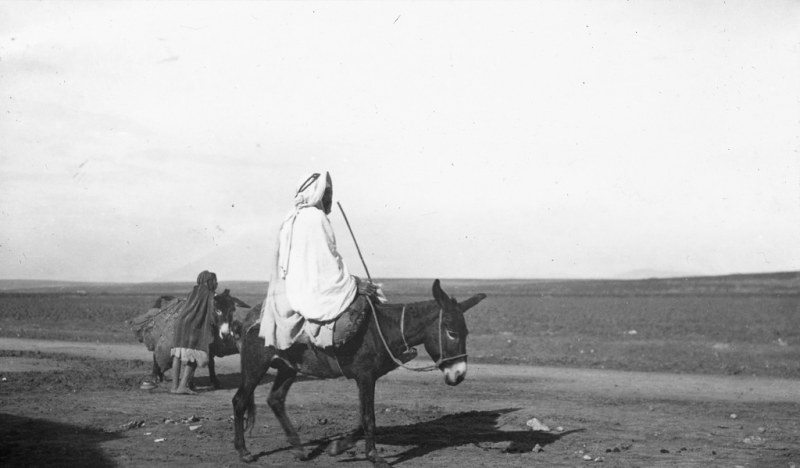 Biskra, Algeria - Donkey