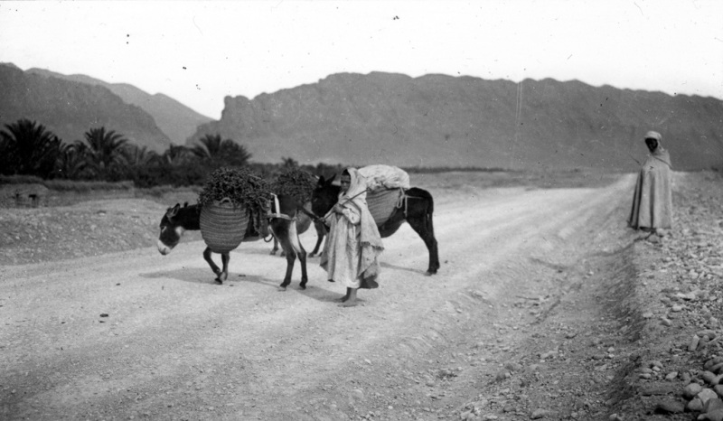 Biskra, Algeria - Ass, Dates