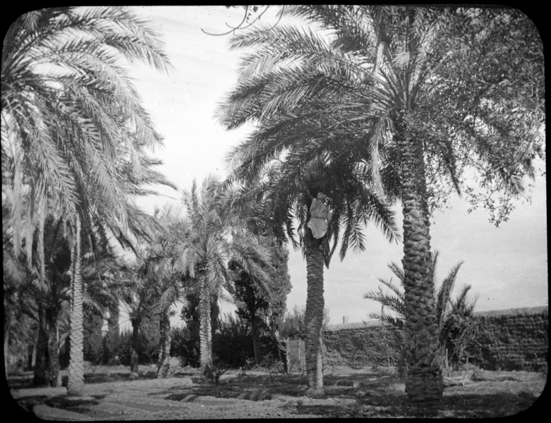 Biskra, Algeria - Date Picker