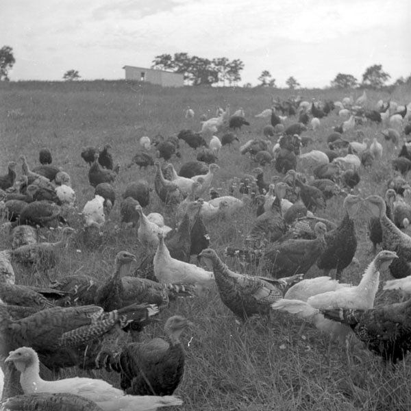 36-Don-Gillespie-19-neg-131